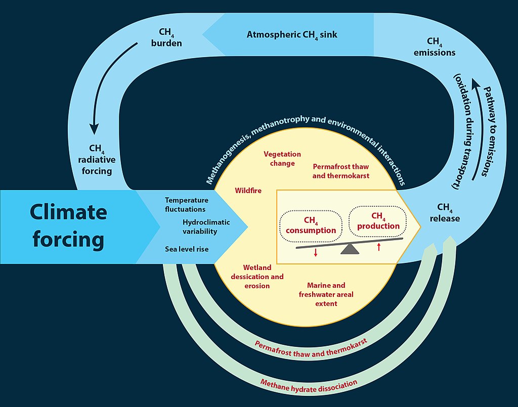 A diagram showing the feedback loop created by methane emissions: More warming causes more natural emissions which causes more warming, and so on.