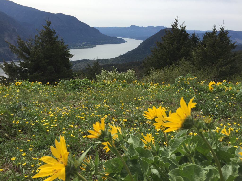 A view of the Columbia River from Dog Mountain with Balsamroot in the foreground. 