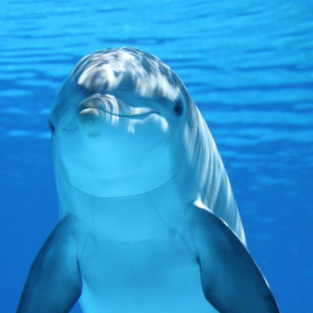 A dolphin floating just under the surface, looking at you.