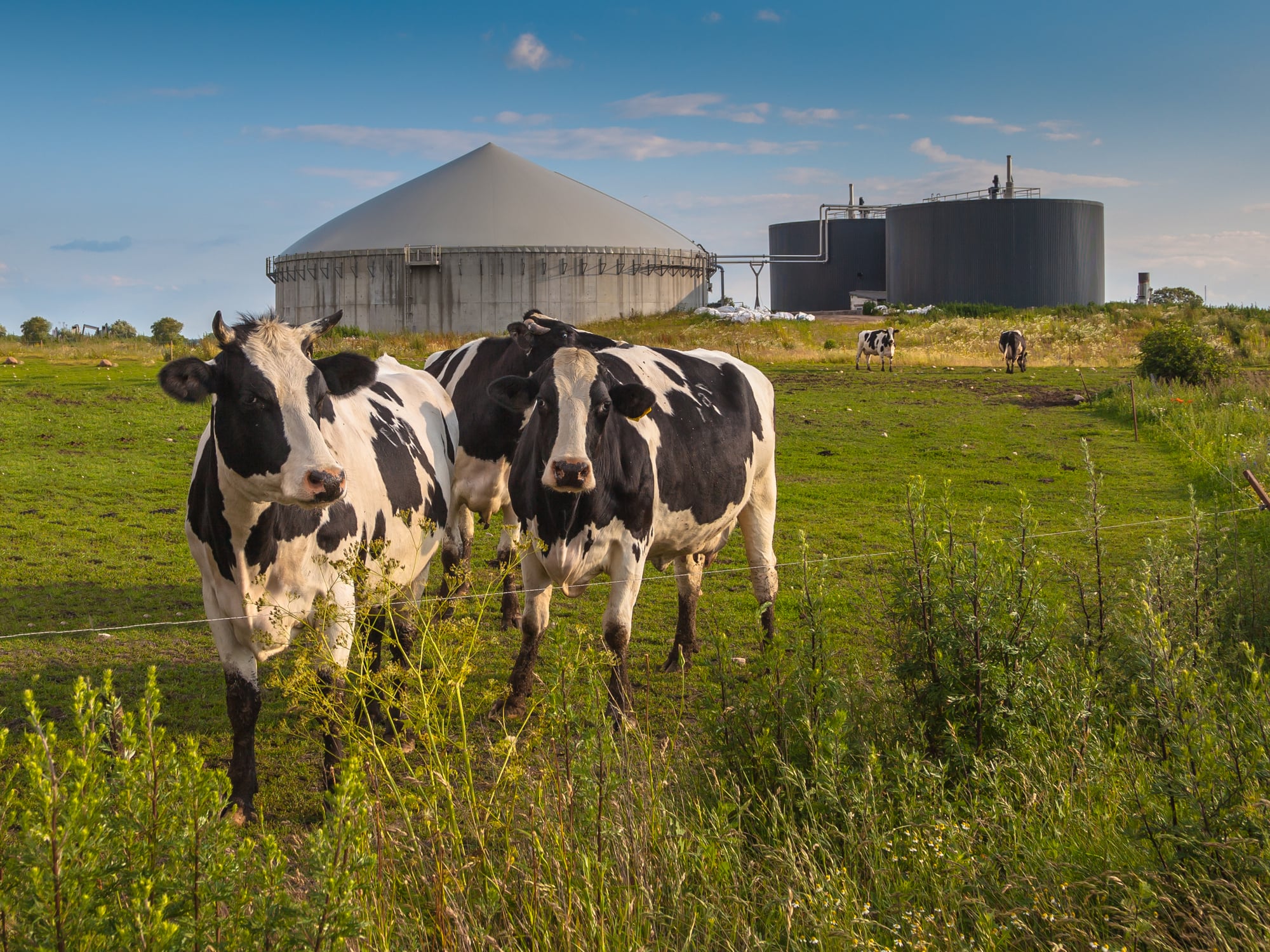 Cows with a biogas plant behind them.