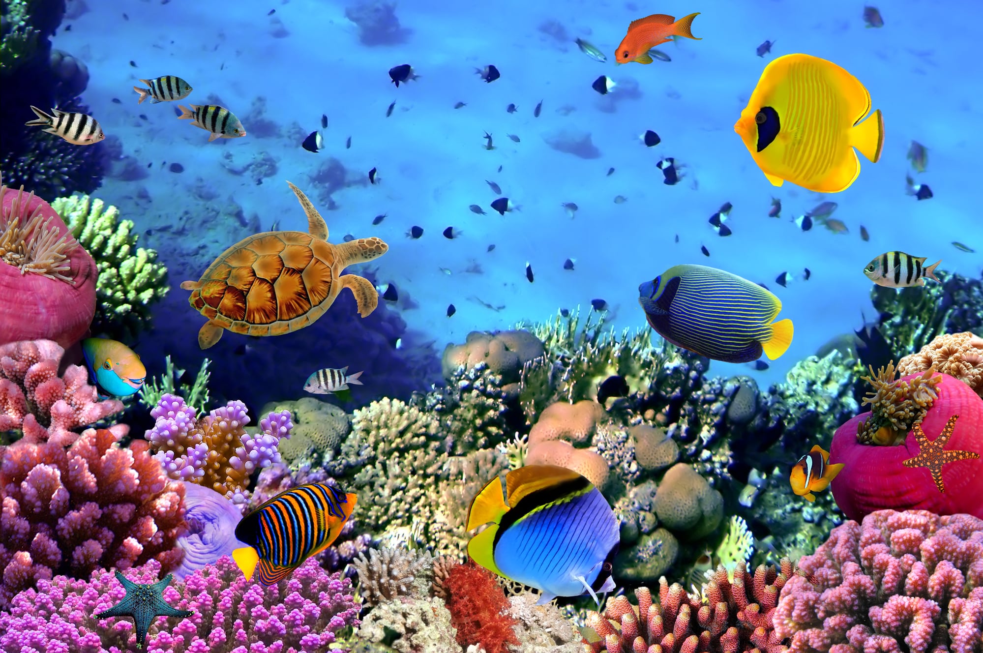 A very colorful coral reef scene with many species of tropical fish.